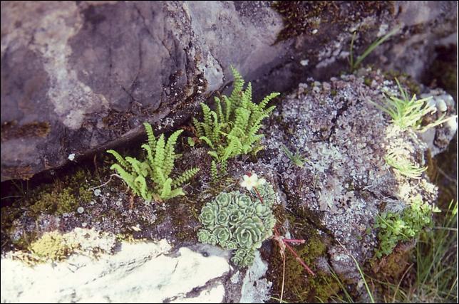 Rochers Pierrafort