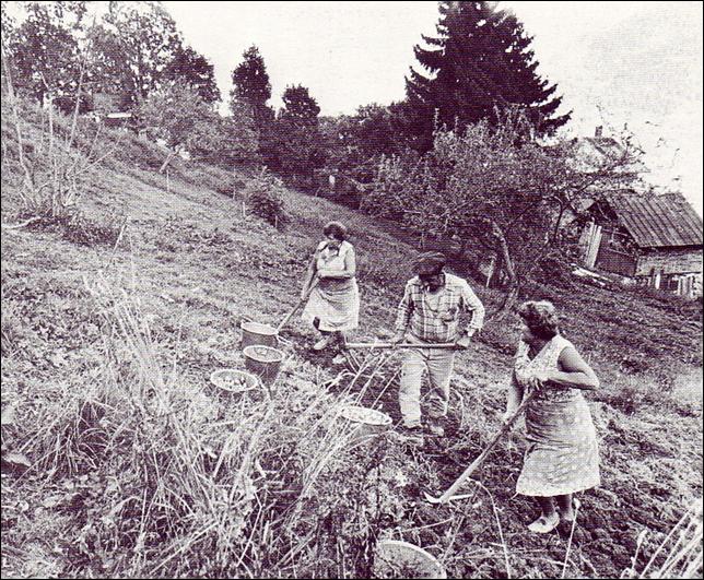 récolte de pommes de terre Avanchers valmorel
